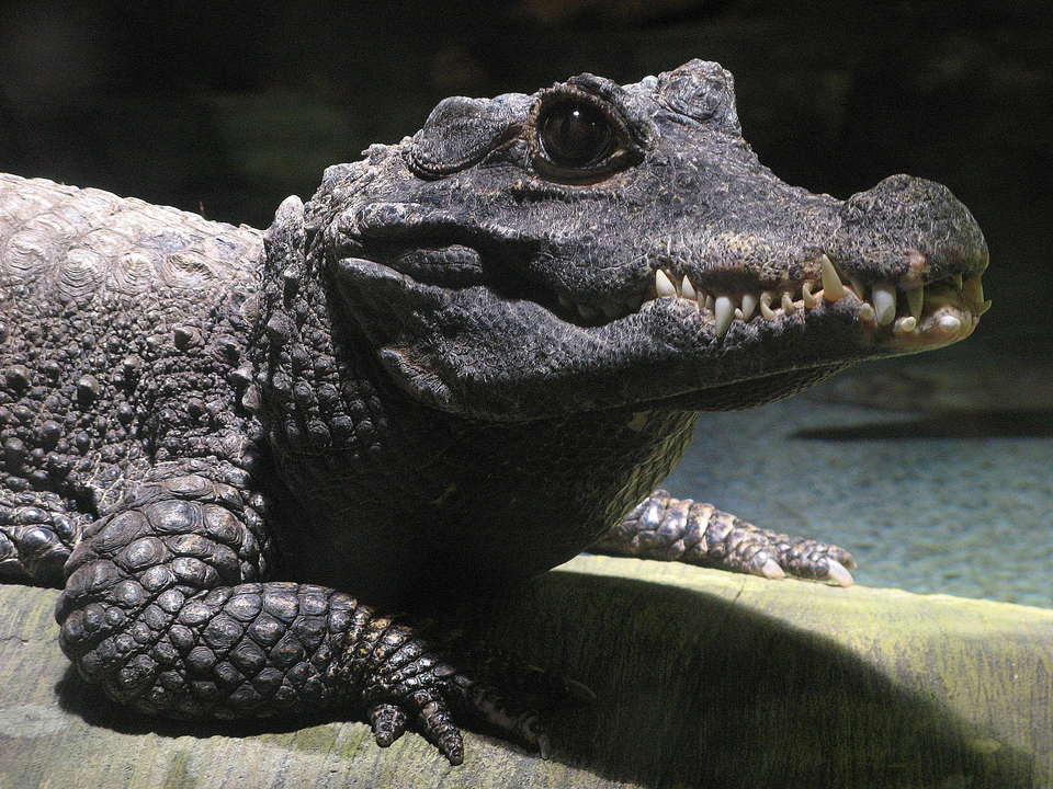 鳄鱼photo crocodile