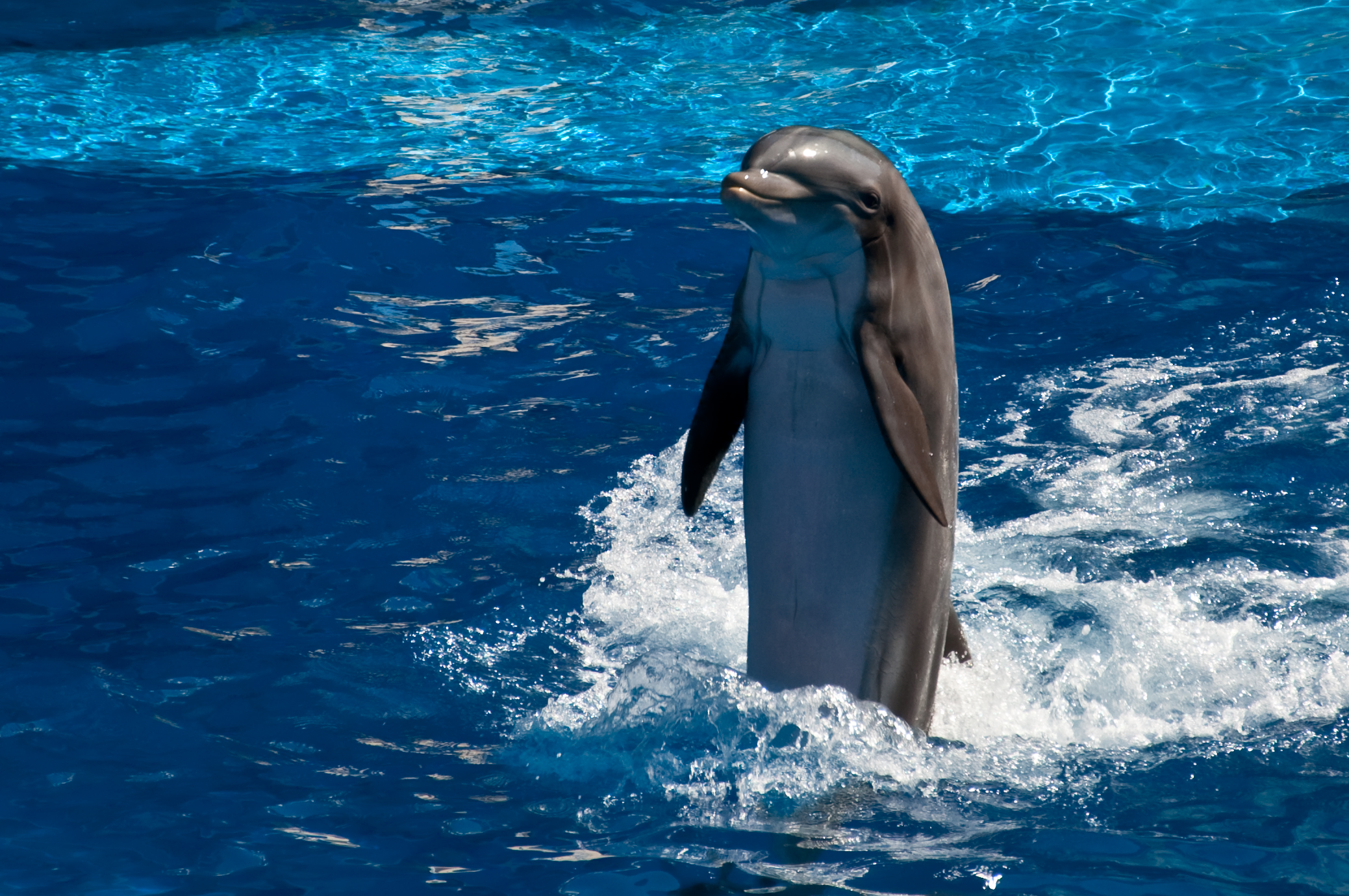 dolphinrescue图片