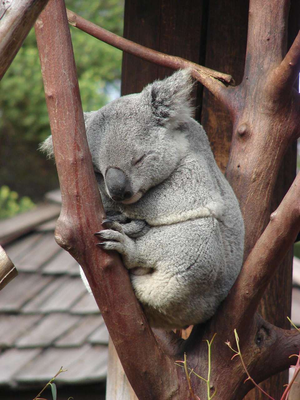 模特考拉koala图片