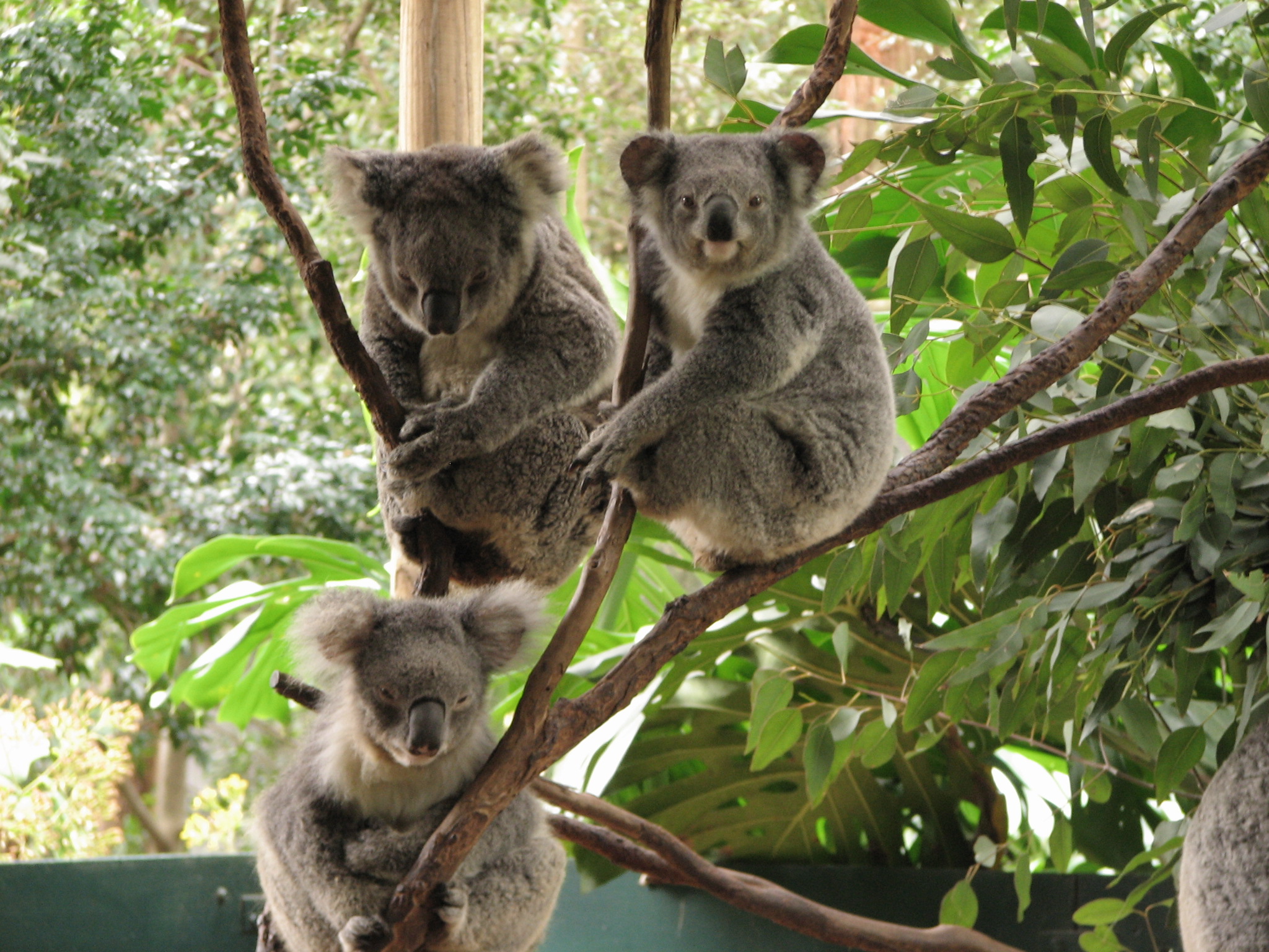 模特考拉koala图片