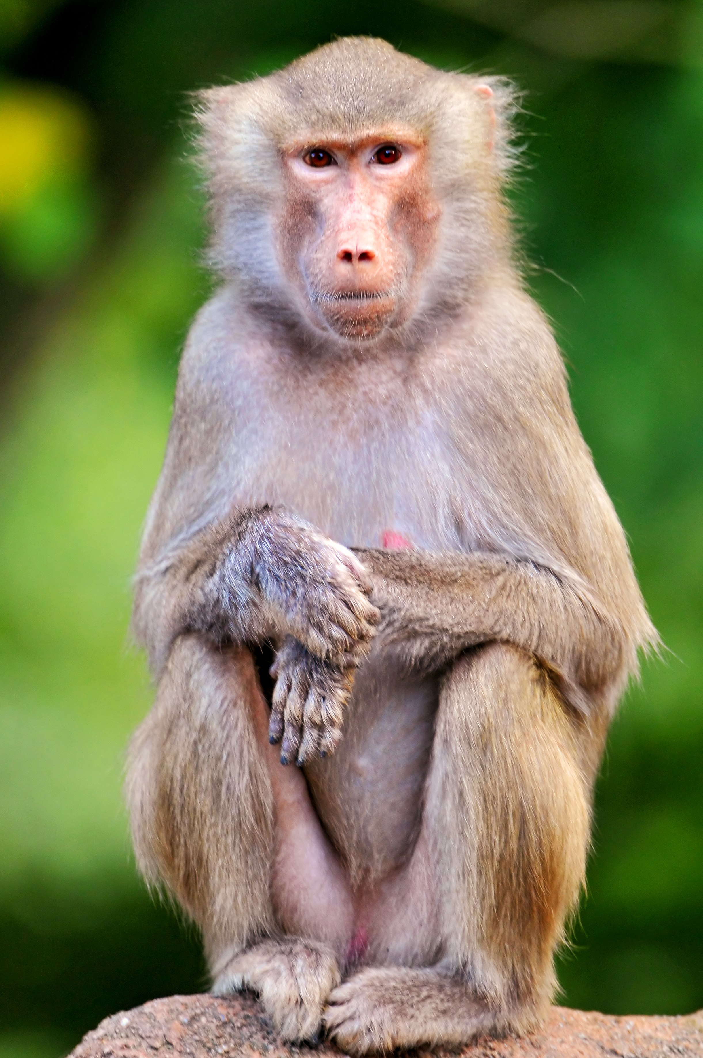 早期猴子照片图片